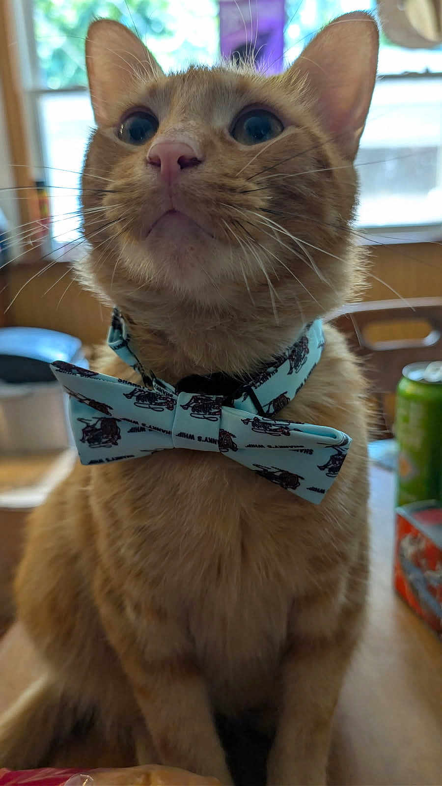 Roast Beef joined the competition — help win amazing prizes! cat, orange_tabby, bow_tie, indoor, pet, feline, whiskers, close_up, domestic_animal, curious, seated, collar, household, window, blurred_background, cute, fluffy, portrait, animal, tabby