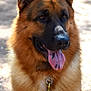 dog, german_shepherd, tongue_out, pet, animal, close_up, portrait, fur, ears, leash, outdoor, sunlight, happy, canine, muzzle, brown_fur, black_nose, alert, companion, domestic_animal