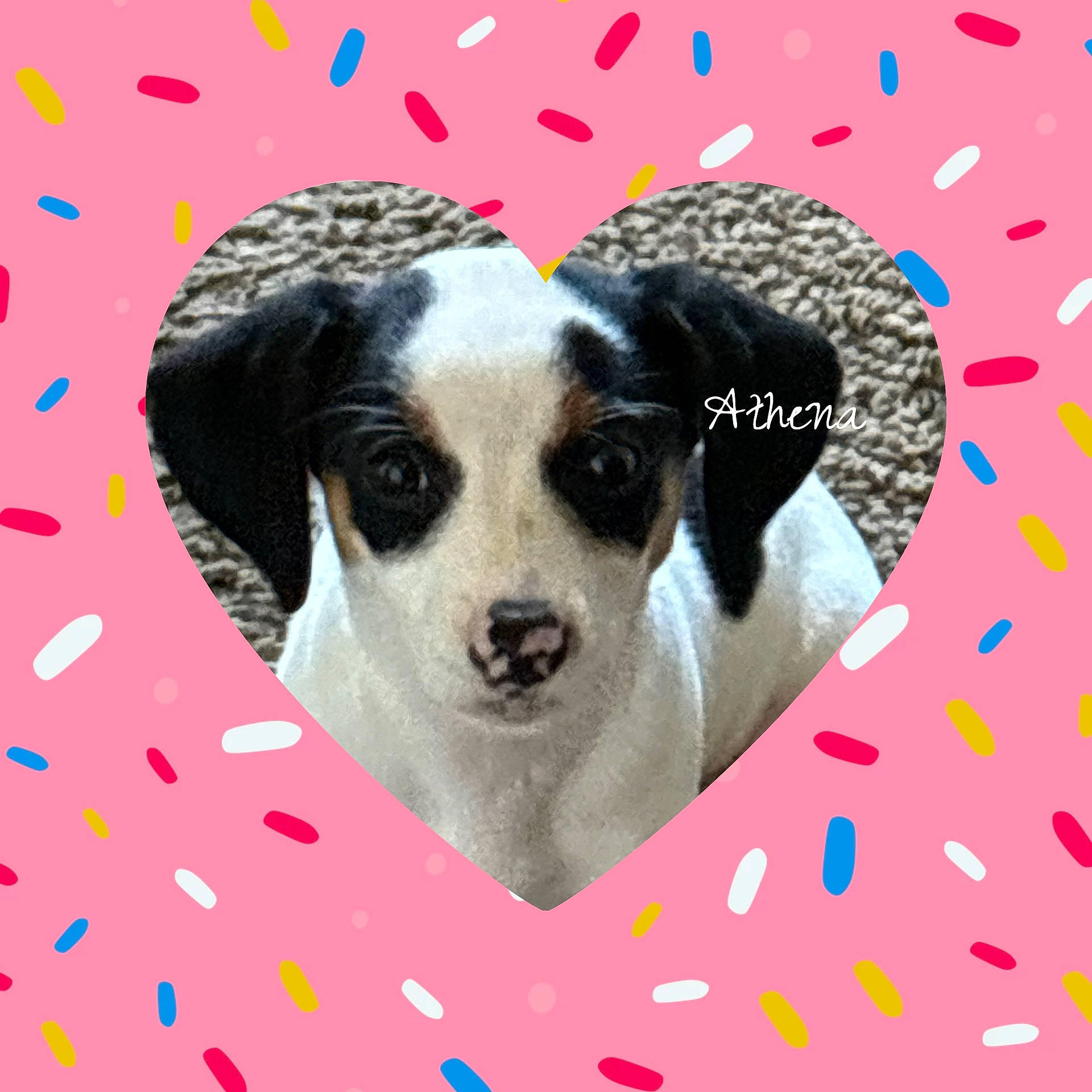 Athena is registered to the contest to win money with this photo: art, canidae, carnivore, circle, companion_dog, creative_arts, dog, dog_breed, dog_supply, font, graphics, pattern, paw, pet_supply, picture_frame, pink, plant, rectangle, snout, working_animal