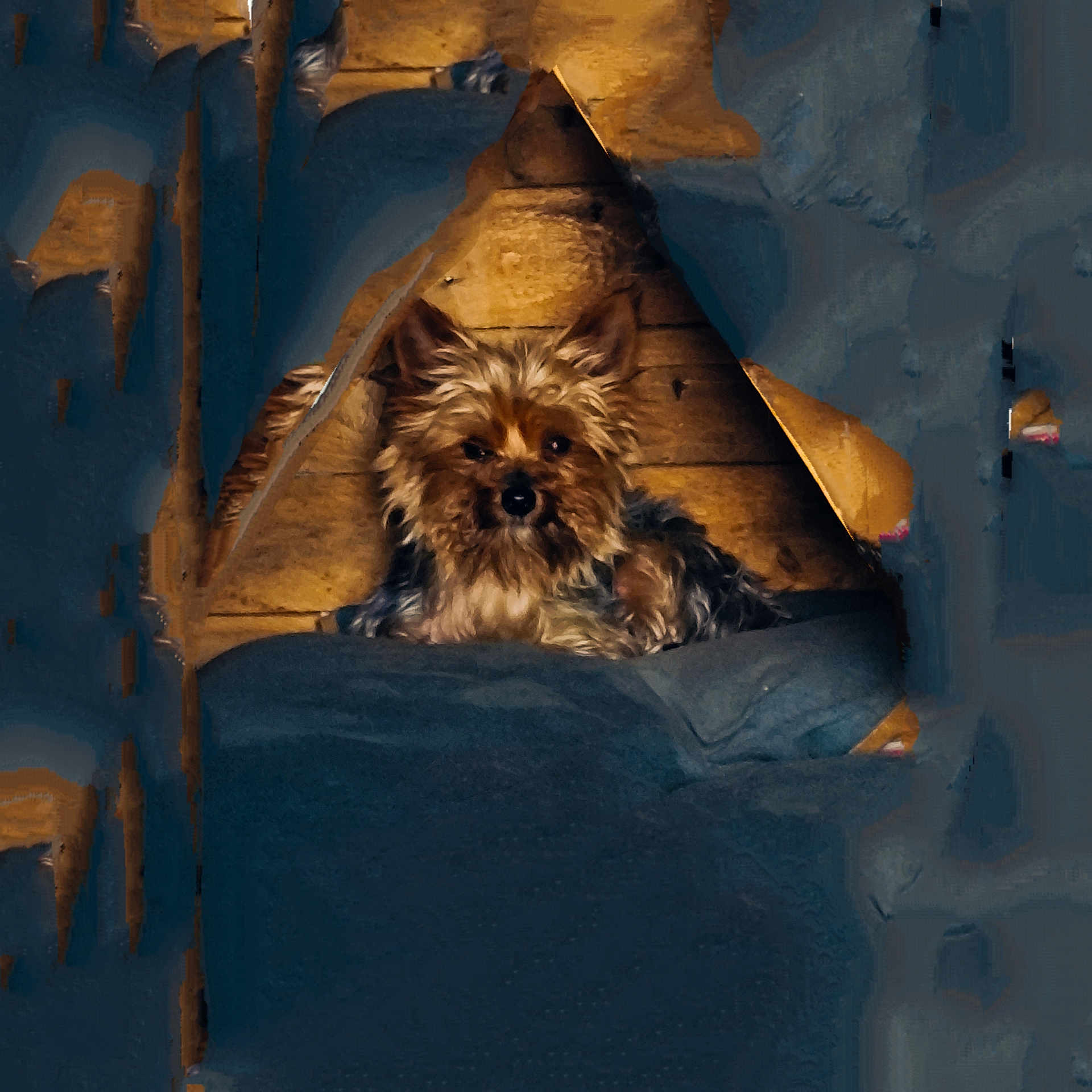 Océane participe au concours pour gagner de l'argent avec cette photo : dog, small_dog, yorkshire_terrier, pet, animal, doghouse, wooden_wall, cozy, blanket, bed, indoor, portrait, fur, ears, eyes, muzzle, sitting, stare, triangular_opening, low_light