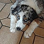 dog, puppy, australian_shepherd, blue_eyes, lying_down, floor, tile_floor, pet, fur, animal, cute, looking_up, indoor, young_dog, mammal, domestic_animal, canine, resting, close_up, portrait