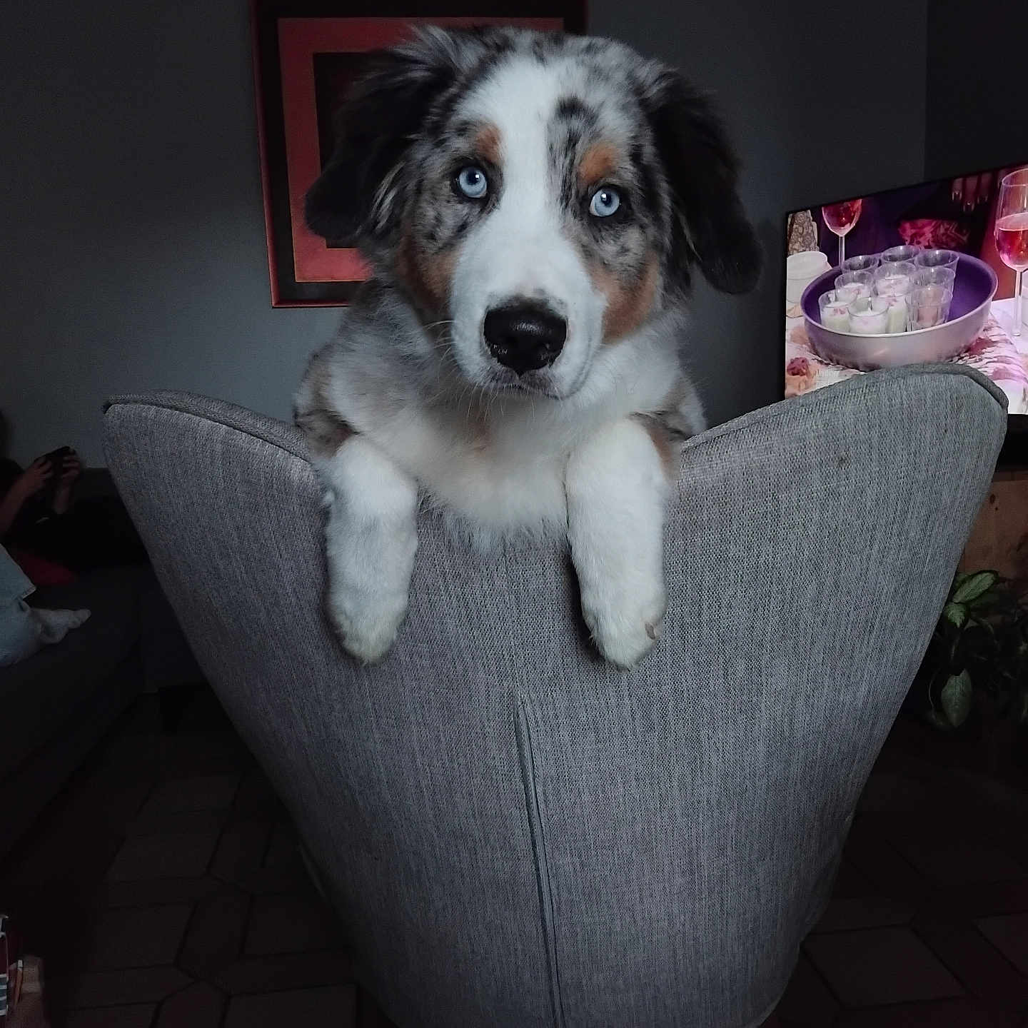 Apach participe au concours pour gagner de l'argent avec cette photo : animal, australian_shepherd, blue_eyes, canine, chair, cozy, curious, cute, dog, domestic_animal, furniture, gray, home, indoor, living_room, looking, pet, portrait, puppy, sitting