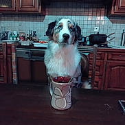 Apach a rejoint le concours — aidez-le/la à gagner de superbes lots ! dog, kitchen, cup, table, chair, fur, blue_eyes, mug, wooden_furniture, backsplash, pot, stove, domestic, pet, indoor, countertop, spoon, tile_wall, appliance, waiting