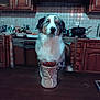 dog, kitchen, cup, table, chair, fur, blue_eyes, mug, wooden_furniture, backsplash, pot, stove, domestic, pet, indoor, countertop, spoon, tile_wall, appliance, waiting