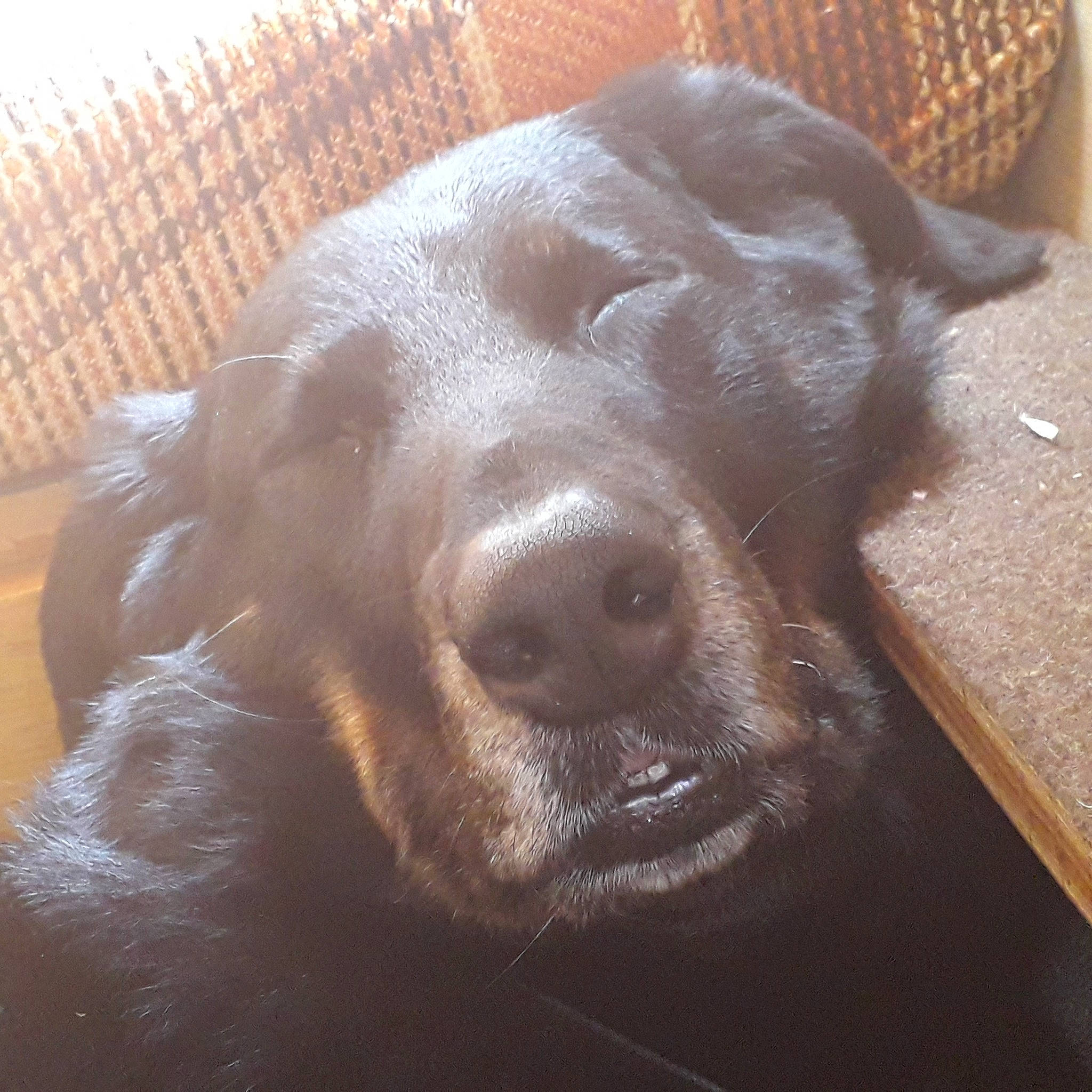 Diama participe au concours pour gagner de l'argent avec cette photo : borador, canidae, carnivore, comfort, companion_dog, dog, dog_breed, ear, fawn, fur, hardwood, labrador_retriever, liver, natural_material, snout, sporting_group, terrestrial_animal, whiskers, wood, working_animal