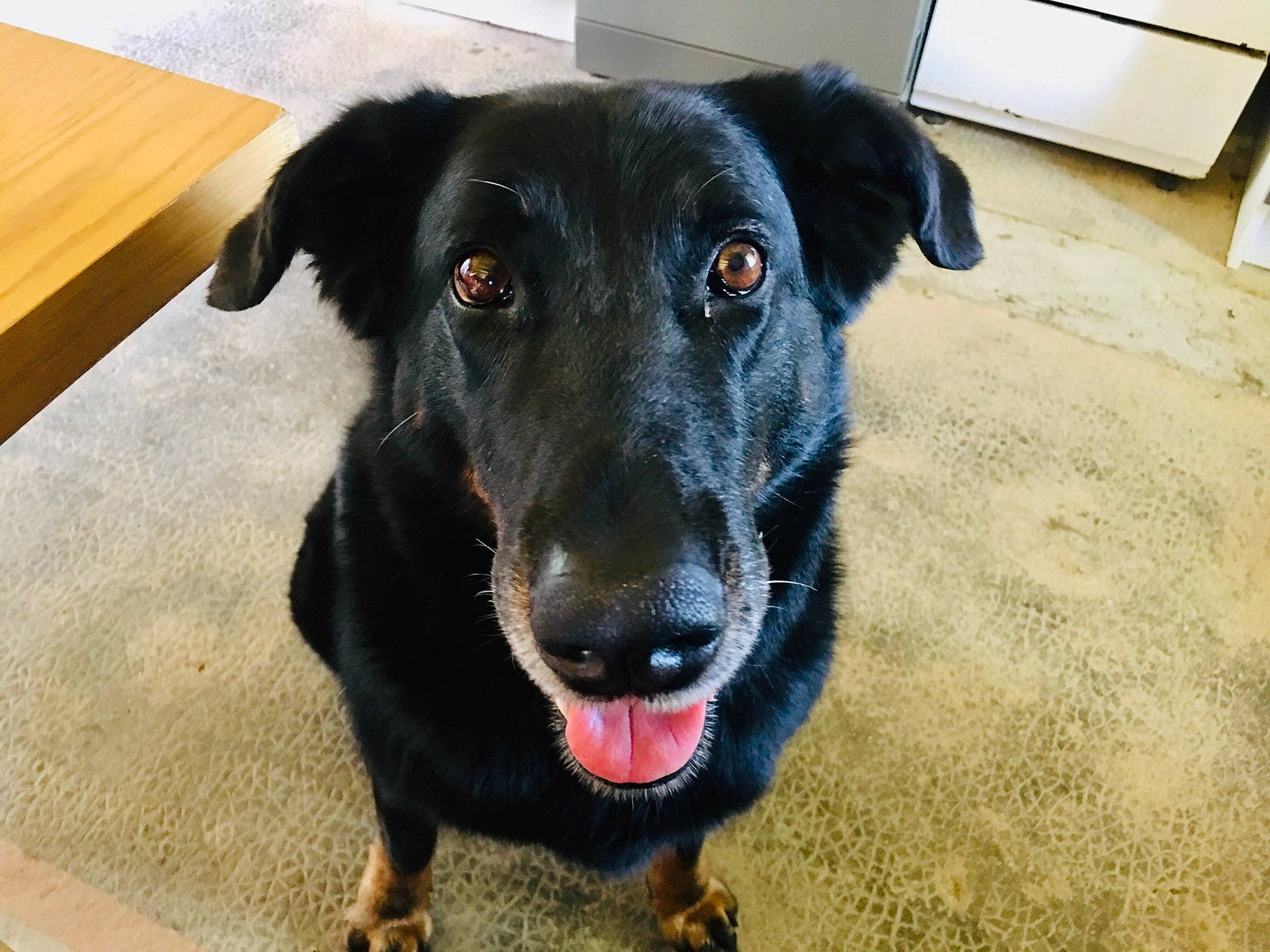 Diama participe au concours pour gagner de l'argent avec cette photo : borador, carnivore, collar, companion_dog, dog, dog_breed, dog_collar, flooring, fur, guard_dog, hardwood, pet_supply, snout, sporting_group, table, varnish, whiskers, wood, wood_stain, working_animal