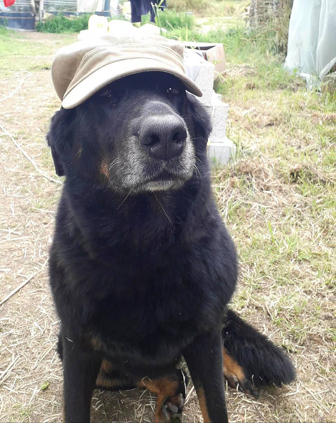 Diama a rejoint le concours — aidez-le/la à gagner de superbes lots ! borador, canidae, carnivore, collar, companion_dog, dog, dog_breed, dog_collar, fur, grass, guard_dog, gun_dog, hat, plant, retriever, sporting_group, tail, terrestrial_animal, working_animal, working_dog