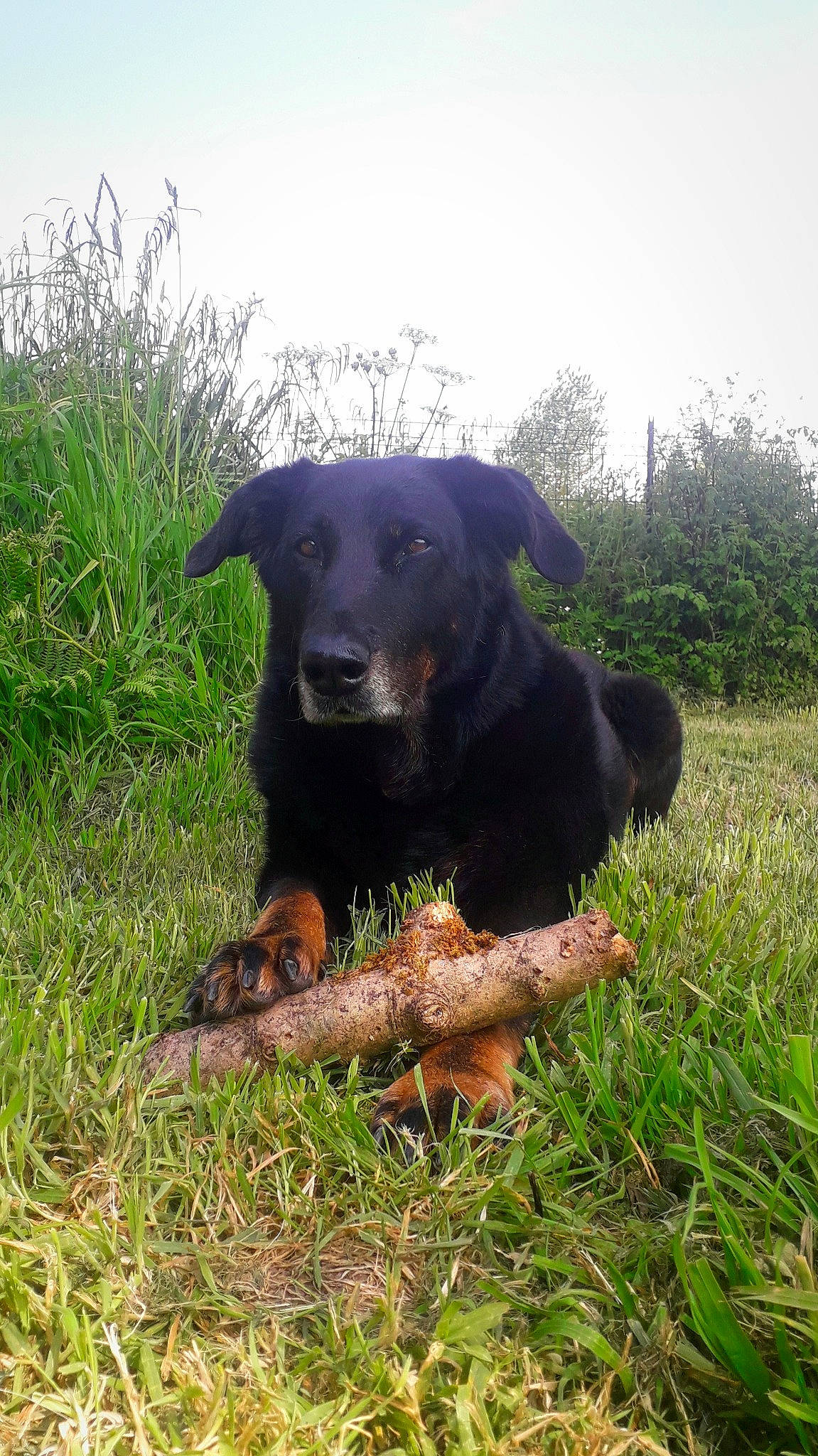 Diama participe au concours pour gagner de l'argent avec cette photo : carnivore, companion_dog, dog, dog_breed, grass, grassland, guard_dog, hunting_dog, plant, rottweiler, sporting_group, terrestrial_animal, working_animal, working_dog