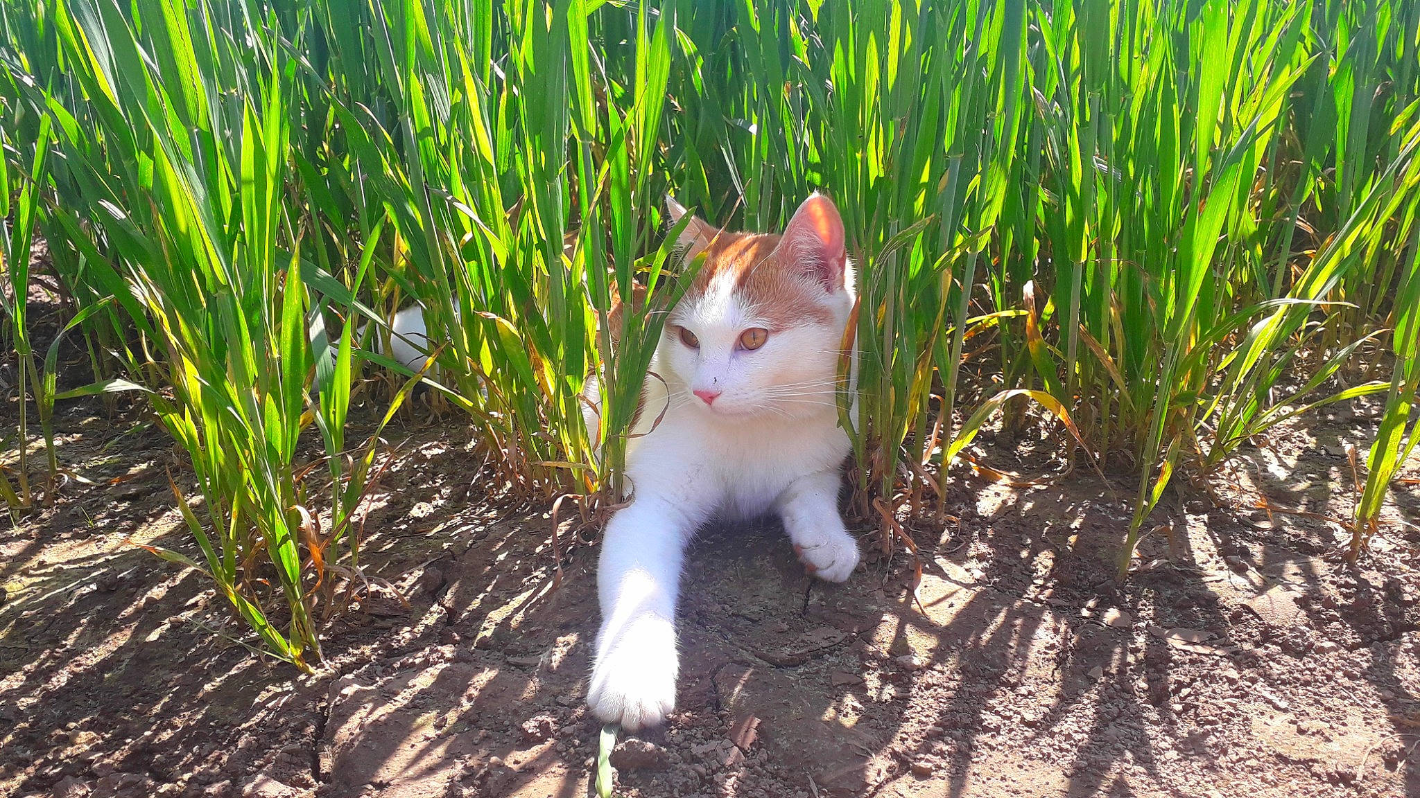 Viking participe au concours pour gagner de l'argent avec cette photo : carnivore, cat, domestic_short_haired_cat, fawn, felidae, fur, grass, grass_family, groundcover, mammal, plant, small_to_medium_sized_cats, soil, tail, terrestrial_animal, terrestrial_plant, vertebrate, whiskers, wildlife, wood