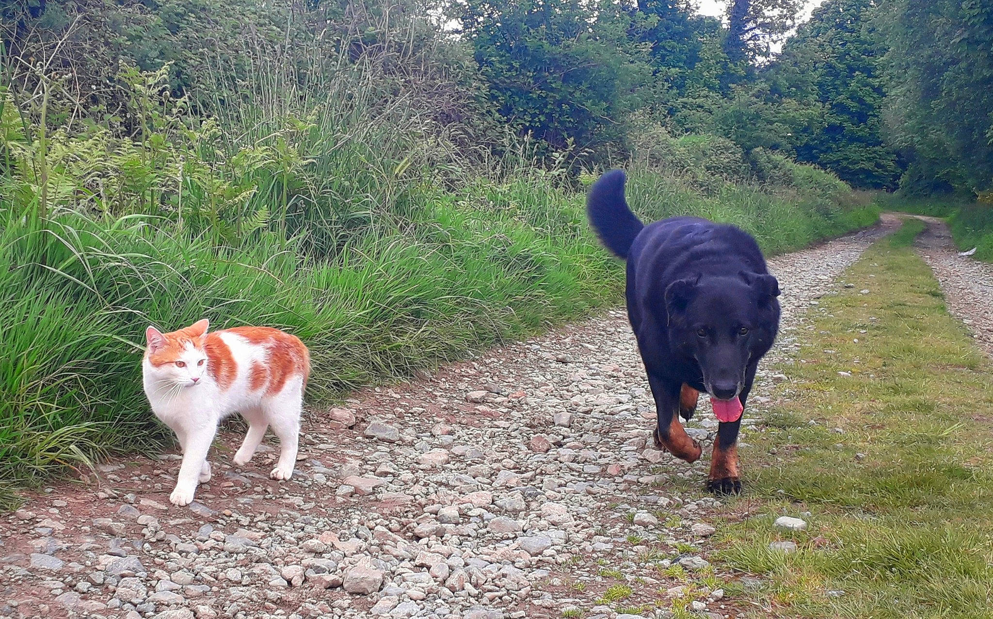 Viking a rejoint le concours — aidez-le/la à gagner de superbes lots ! canidae, carnivore, cat, companion_dog, dog, dog_breed, fawn, felidae, fur, grass, landscape, plant, small_to_medium_sized_cats, sporting_group, tail, tree, walking, whiskers, working_animal, working_dog