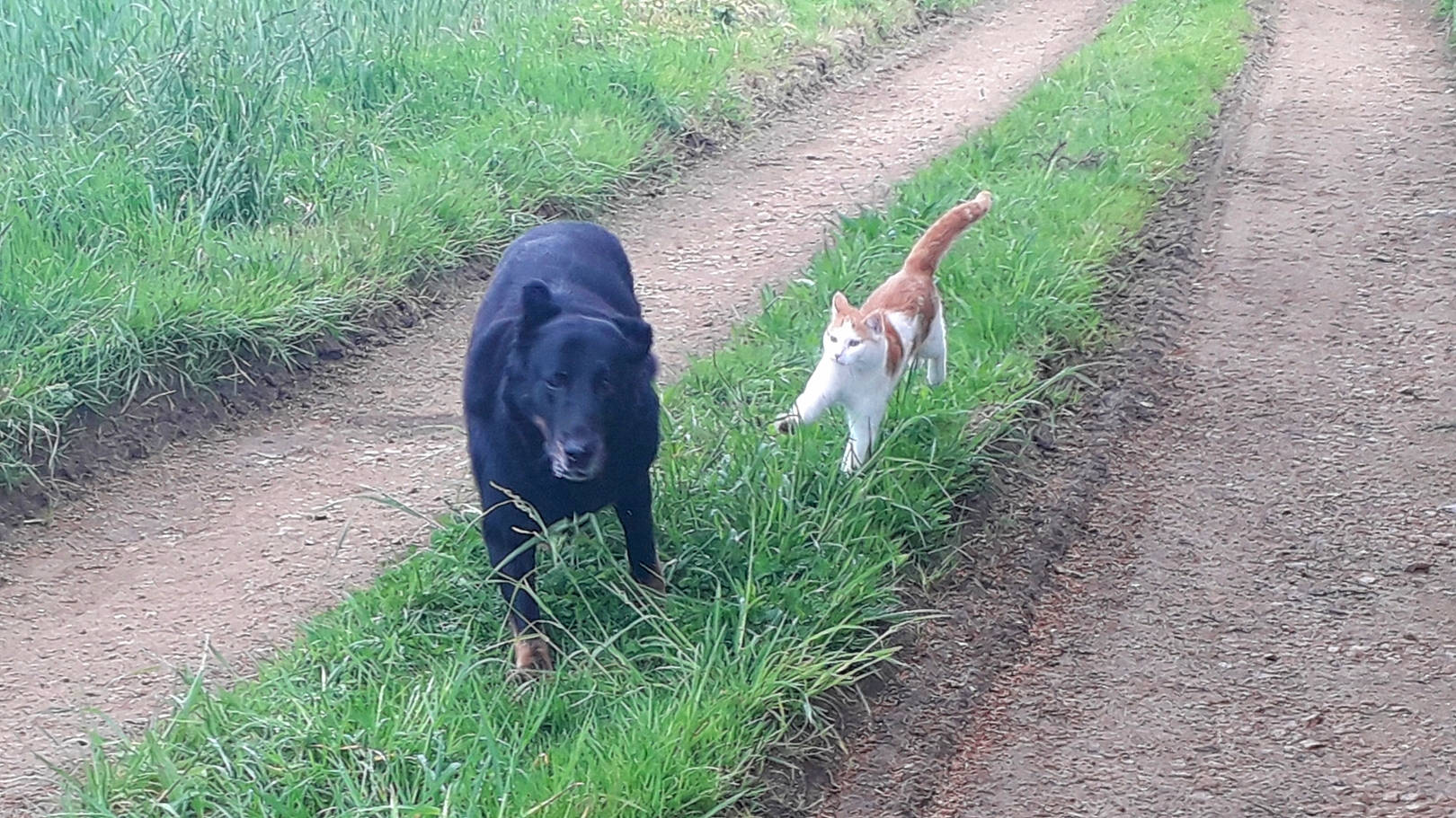 Viking a rejoint le concours — aidez-le/la à gagner de superbes lots ! borador, canidae, carnivore, collar, companion_dog, dog, dog_breed, dog_collar, fawn, garden_hose, grass, groundcover, gun_dog, leash, plant, soil, sporting_group, tail, terrestrial_animal, working_animal