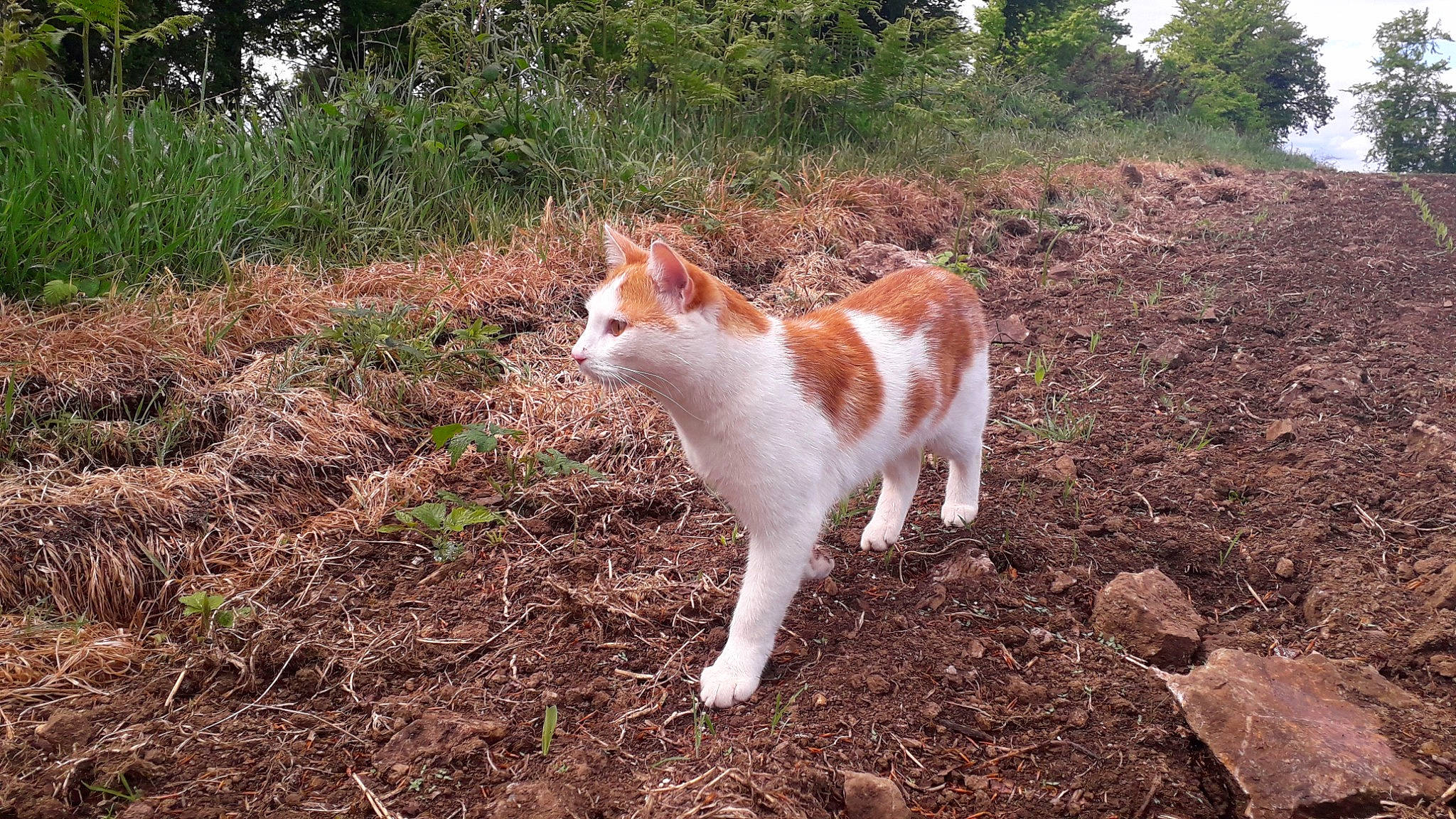 Viking a rejoint le concours — aidez-le/la à gagner de superbes lots ! canidae, carnivore, cat, dog_breed, domestic_short_haired_cat, fawn, felidae, fur, grass, landscape, natural_landscape, plant, small_to_medium_sized_cats, soil, sporting_group, tail, terrestrial_animal, tree, whiskers, wildlife