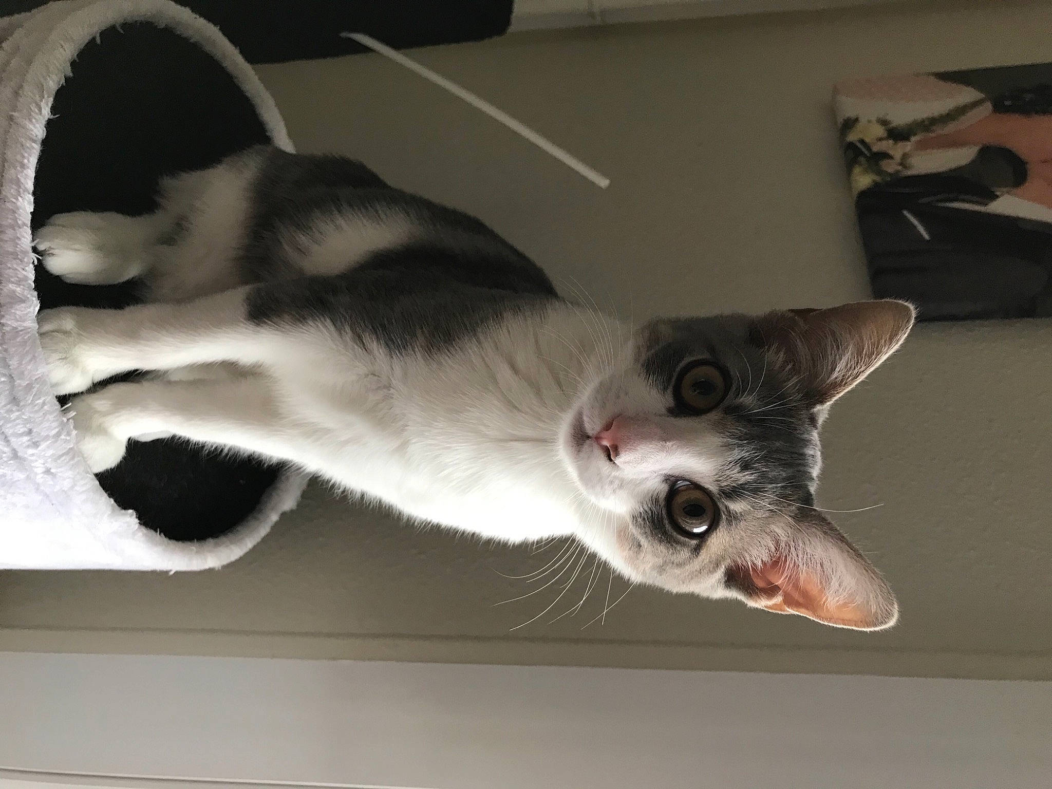 Minnie participe au concours pour gagner de l'argent avec cette photo : aegean_cat, american_wirehair, asian, carnivore, cat, domestic_short_haired_cat, ear, european_shorthair, felidae, jaw, kitten, oriental_longhair, oriental_shorthair, paw, polydactyl_cat, small_to_medium_sized_cats, tail, whiskers