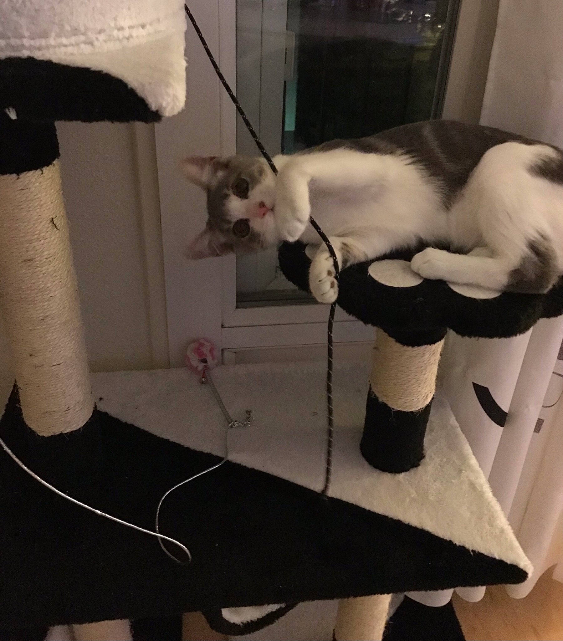 Minnie participe au concours pour gagner de l'argent avec cette photo : carnivore, cat, felidae, fur, leg, small_to_medium_sized_cats, tail, whiskers