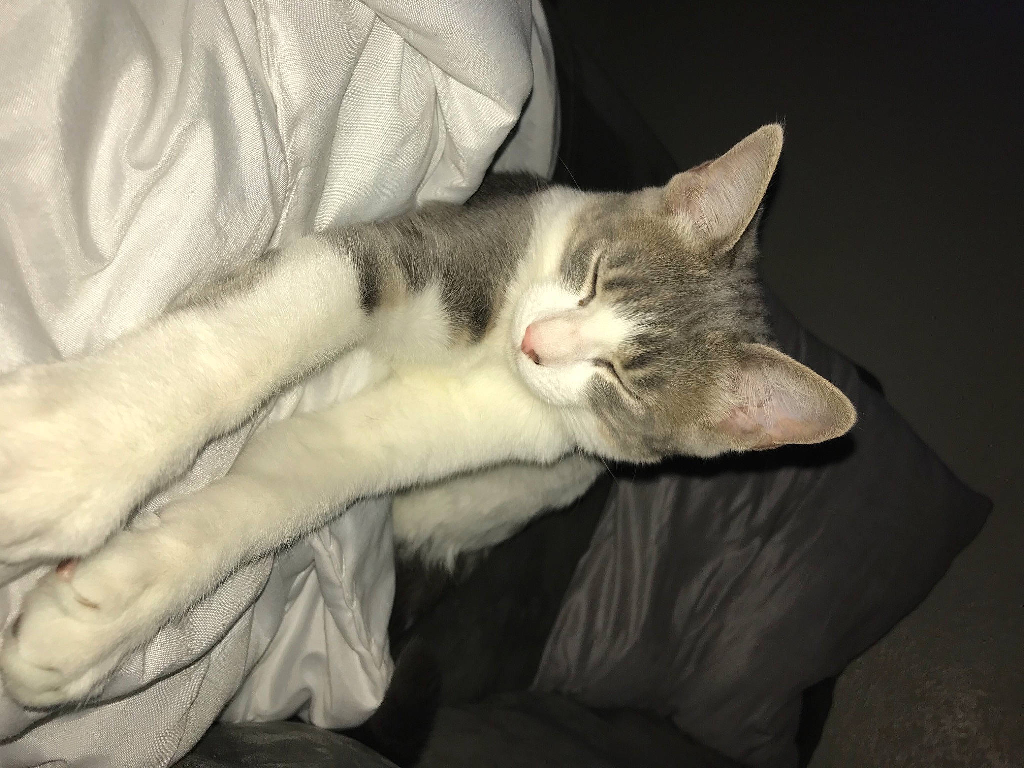 Minnie a rejoint le concours — aidez-le/la à gagner de superbes lots ! aegean_cat, american_wirehair, asian, carnivore, cat, comfort, domestic_short_haired_cat, ear, european_shorthair, felidae, fur, kitten, nap, paw, polydactyl_cat, small_to_medium_sized_cats, tail, whiskers