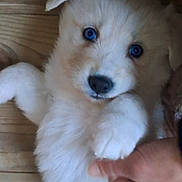 Goberian participe au concours pour gagner de l'argent avec cette photo : puppy, dog, white_fur, blue_eyes, hand, pet, cute, animal, playing, wooden_floor, indoor, fur, young, domestic_animal, mammal, closeup, friendly, adorable, pet_interaction, companion