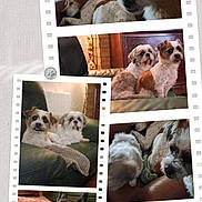 Simba a rejoint le concours — aidez-le/la à gagner de superbes lots ! dog, collage, indoor, couch, blanket, relaxed, pet, fur, brown, white, seated, resting, multiple_dogs, cozy, home, animal, portrait, canine, domestic, comfort