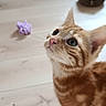 Pixie participe au concours pour gagner de l'argent avec cette photo : cat, kitten, orange_tabby, pet, indoor, wooden_floor, toys, cat_toys, curious, whiskers, ears, close_up, young_cat, feline, playful, domestic_cat, flooring, cozy, pet_bed, looking_up