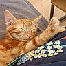 Pixie participe au concours pour gagner de l'argent avec cette photo : kitten, cat, sleeping, orange_tabby, paw, floral_pattern, fabric, indoor, cozy, relaxed, cute, pet, animal, feline, nap, soft_lighting, wood_floor, furniture, resting, closeup
