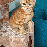 Pixie a rejoint le concours — aidez-le/la à gagner de superbes lots ! cat, kitten, orange_tabby, cat_tree, plush, furniture, indoor, pet, animal, curious, young_cat, sitting, cozy, furry, domestic_cat, cute, eyes, whiskers, tail, home