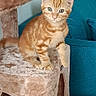 cat, kitten, orange_tabby, cat_tree, plush, furniture, indoor, pet, animal, curious, young_cat, sitting, cozy, furry, domestic_cat, cute, eyes, whiskers, tail, home