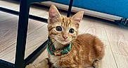 Pixie participe au concours pour gagner de l'argent avec cette photo : kitten, orange_tabby, cat, pet, collar, wooden_floor, table, metal_frame, blue_couch, pillow, indoor, flooring, furniture, cute, young_cat, domestic_cat, relaxed, animal, home_interior, playful