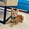 kitten, orange_tabby, cat, pet, collar, wooden_floor, table, metal_frame, blue_couch, pillow, indoor, flooring, furniture, cute, young_cat, domestic_cat, relaxed, animal, home_interior, playful