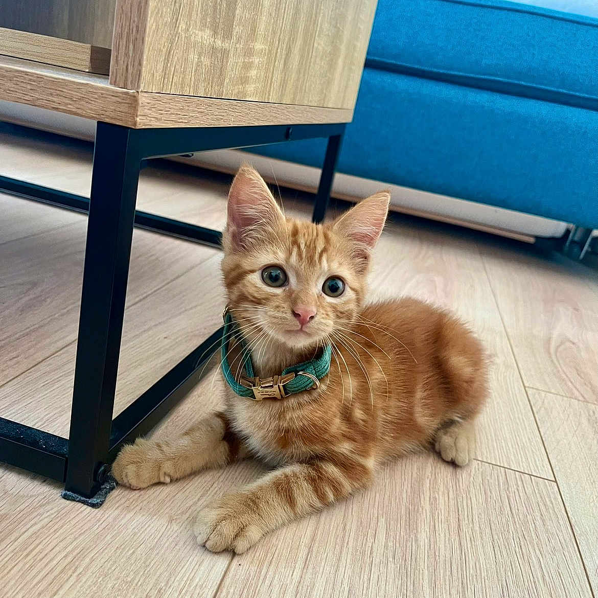 Pixie participe au concours pour gagner de l'argent avec cette photo : kitten, orange_tabby, cat, pet, collar, wooden_floor, table, metal_frame, blue_couch, pillow, indoor, flooring, furniture, cute, young_cat, domestic_cat, relaxed, animal, home_interior, playful