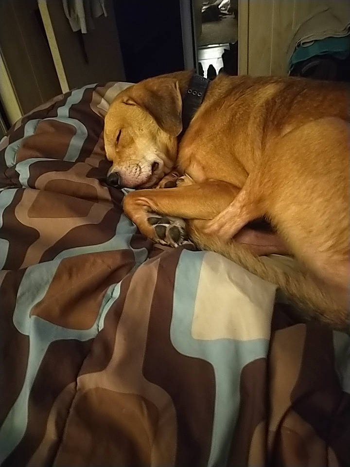 Cole is registered to the contest to win money with this photo: bed_sheet, bedding, blanket, canidae, carnivore, comfort, companion_dog, dog, dog_breed, duvet, fawn, fur, guard_dog, hardwood, linens, nap, room, sporting_group, whiskers, working_animal