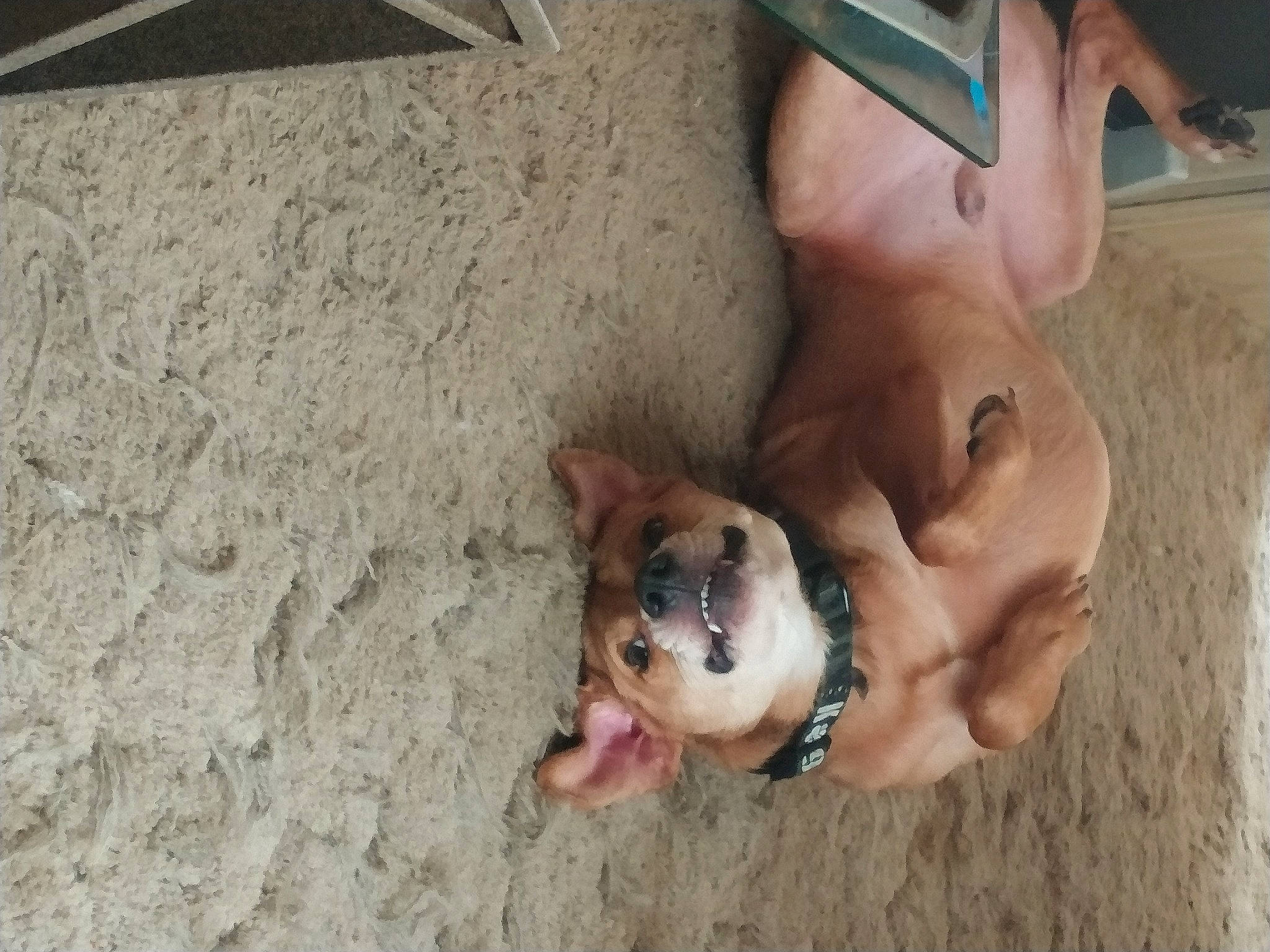 Cole is registered to the contest to win money with this photo: canidae, carnivore, comfort, companion_dog, concrete, dog, dog_breed, fawn, flooring, foot, human_leg, non_sporting_group, paw, snout, sporting_group, tail, terrestrial_animal, thigh, wood, working_animal