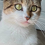 Gary is registered to the contest to win money with this photo: cat, close_up, indoor, pet, animal, fur, whiskers, green_eyes, curious, domestic_cat, portrait, face, tabby, white_fur, ears, sitting, background, bookshelf, shelf, feline