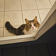 Bedairia participe au concours pour gagner de l'argent avec cette photo : cat, curious, fluffy, wide_eyes, peeking, threshold, indoor, floor_tiles, basket, pet, whiskers, tail, tabby, white_fur, brown_fur, domestic_animal, looking_up, household, cute, animal