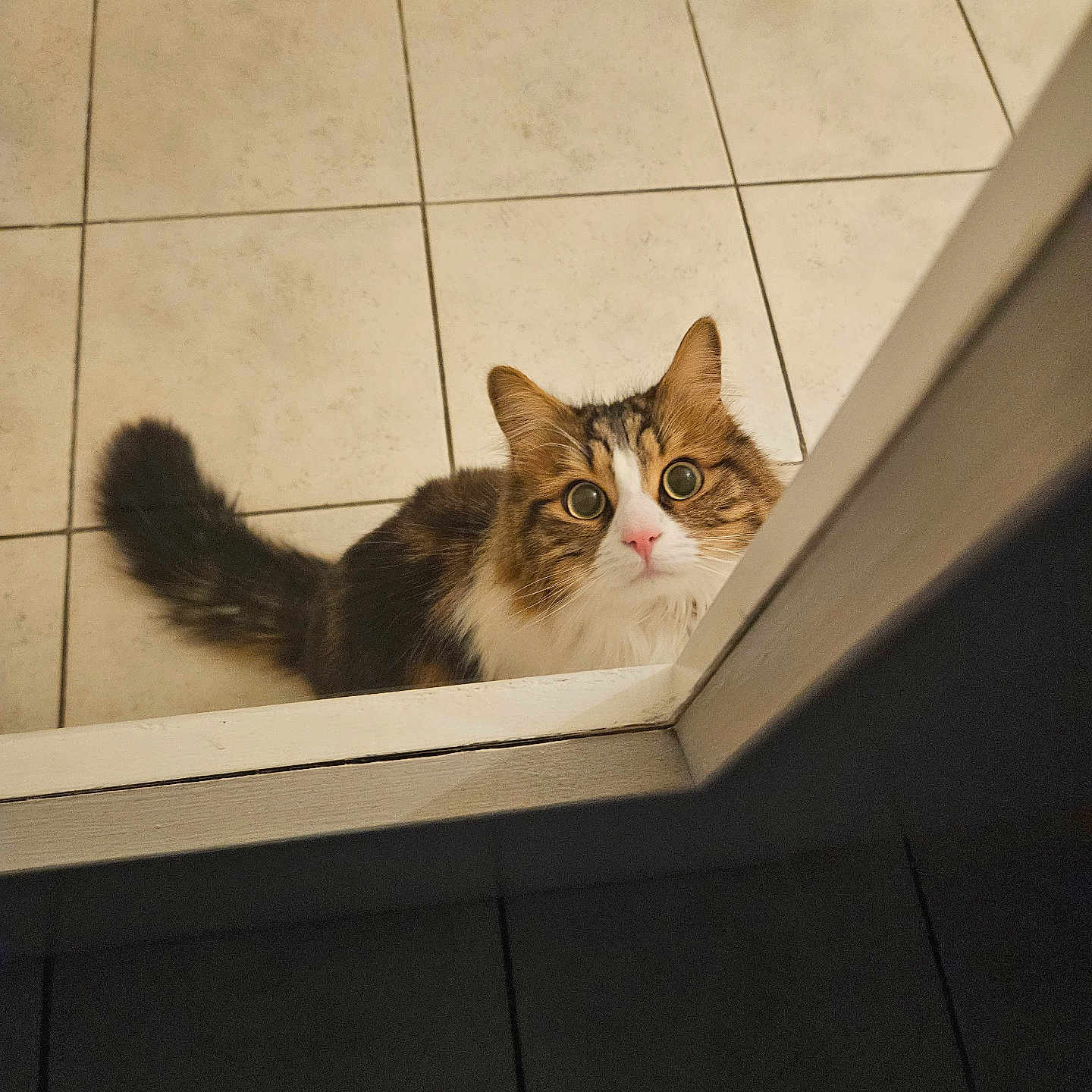Bedairia participe au concours pour gagner de l'argent avec cette photo : animal, basket, brown_fur, cat, curious, cute, domestic_animal, floor_tiles, fluffy, household, indoor, looking_up, peeking, pet, tabby, tail, threshold, whiskers, white_fur, wide_eyes