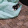 animal, black_and_white, carpet, cat, cozy, curious, fabric, face, green, home, household, indoor, mischievous, peeking, pet, plastic_bag, recycling_bag, sitting, texture, wide_eyes