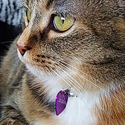 Stella joined the competition — help win amazing prizes! animal, cat, close_up, collar, cute, domestic_cat, feline, focused, fur, green_eyes, indoor, paw, pet_tag, portrait, purple_tag, resting, soft_light, tabby, whiskers, white_paw