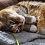 Stella is registered to the contest to win money with this photo: animal, blanket, cat, closeup, couch, cozy, cute, domestic, feline, fur, indoor, paws, pet, relaxed, resting, sleeping, soft, tabby, whiskers, yellow_string