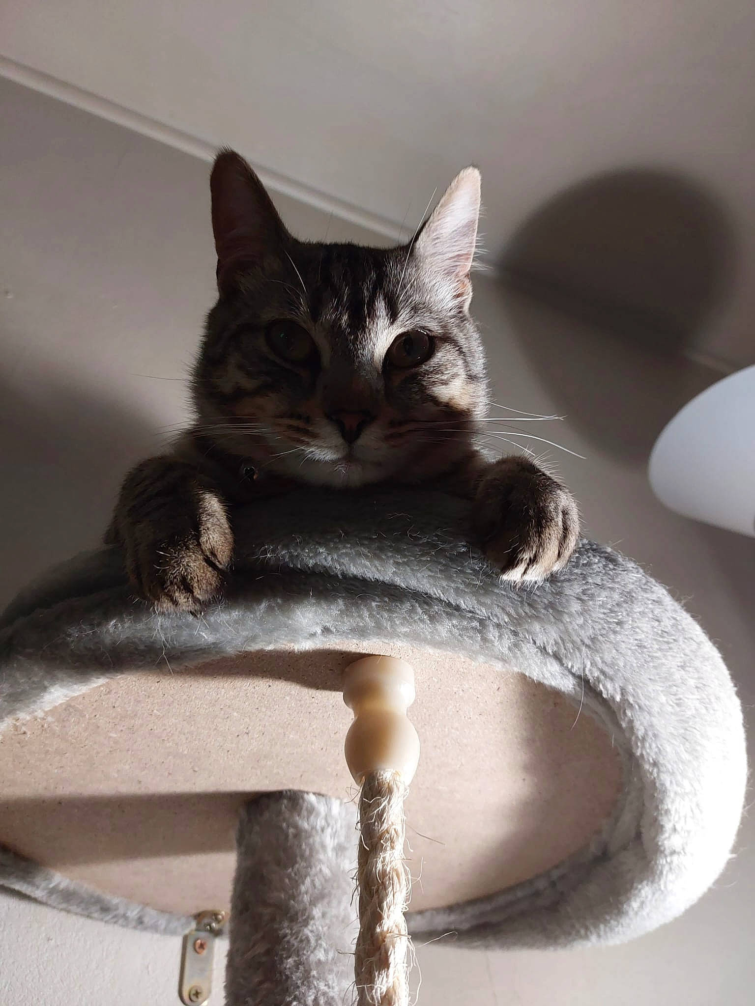 Tsuki a rejoint le concours — aidez-le/la à gagner de superbes lots ! carnivore, cat, cat_bed, cat_furniture, cat_supply, comfort, domestic_short_haired_cat, felidae, fur, grey, monochrome_photography, pet_supply, room, small_to_medium_sized_cats, snout, stairs, tail, whiskers, window, wood