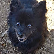 Choupette participe au concours pour gagner de l'argent avec cette photo : dog, black_fur, small_dog, fluffy, outdoor, rocks, earth, animal, pet, cute, smiling, portrait, canine, ears, eyes, nose, teeth, nature, closeup, friendly