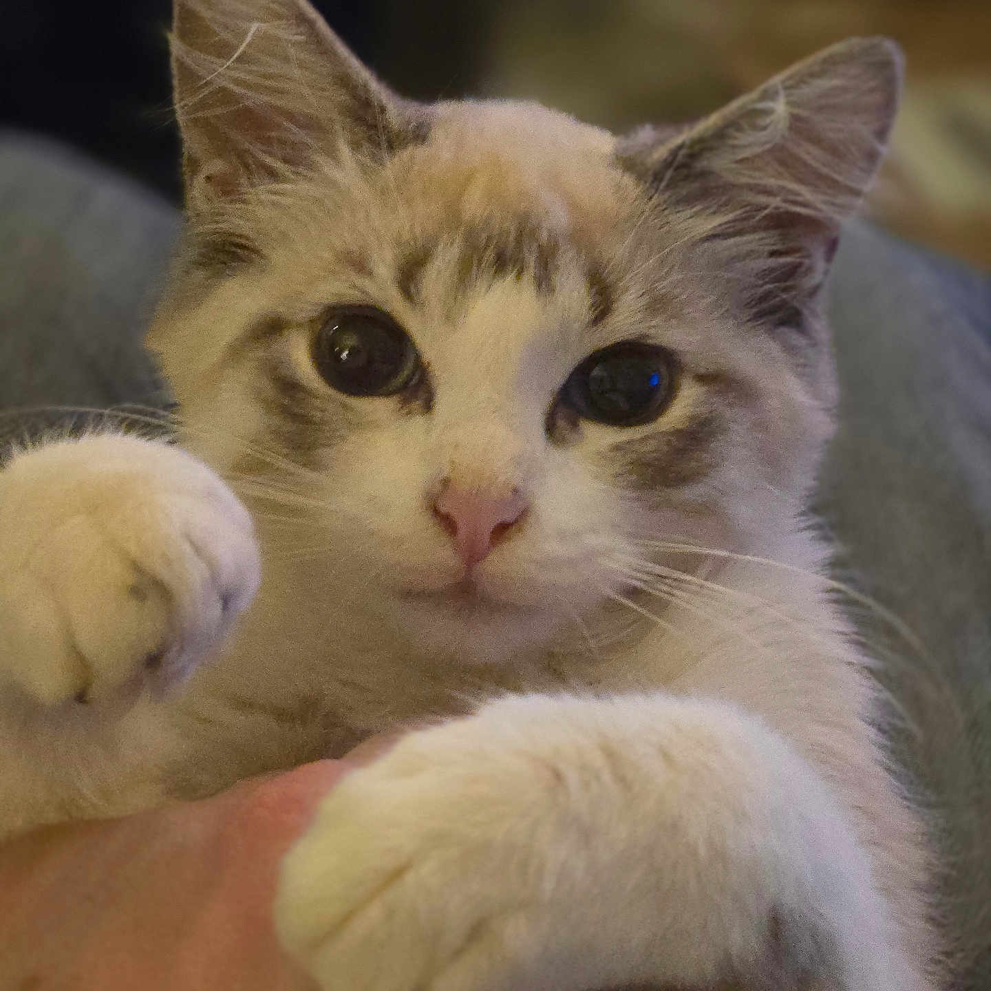 Meowness joined the competition — help win amazing prizes! animal, cat, close_up, curious, cute, domestic_animal, ears, eyes, feline, fur, hand, indoor, looking_at_camera, paw, pet, pink_nose, playful, portrait, soft_texture, whiskers