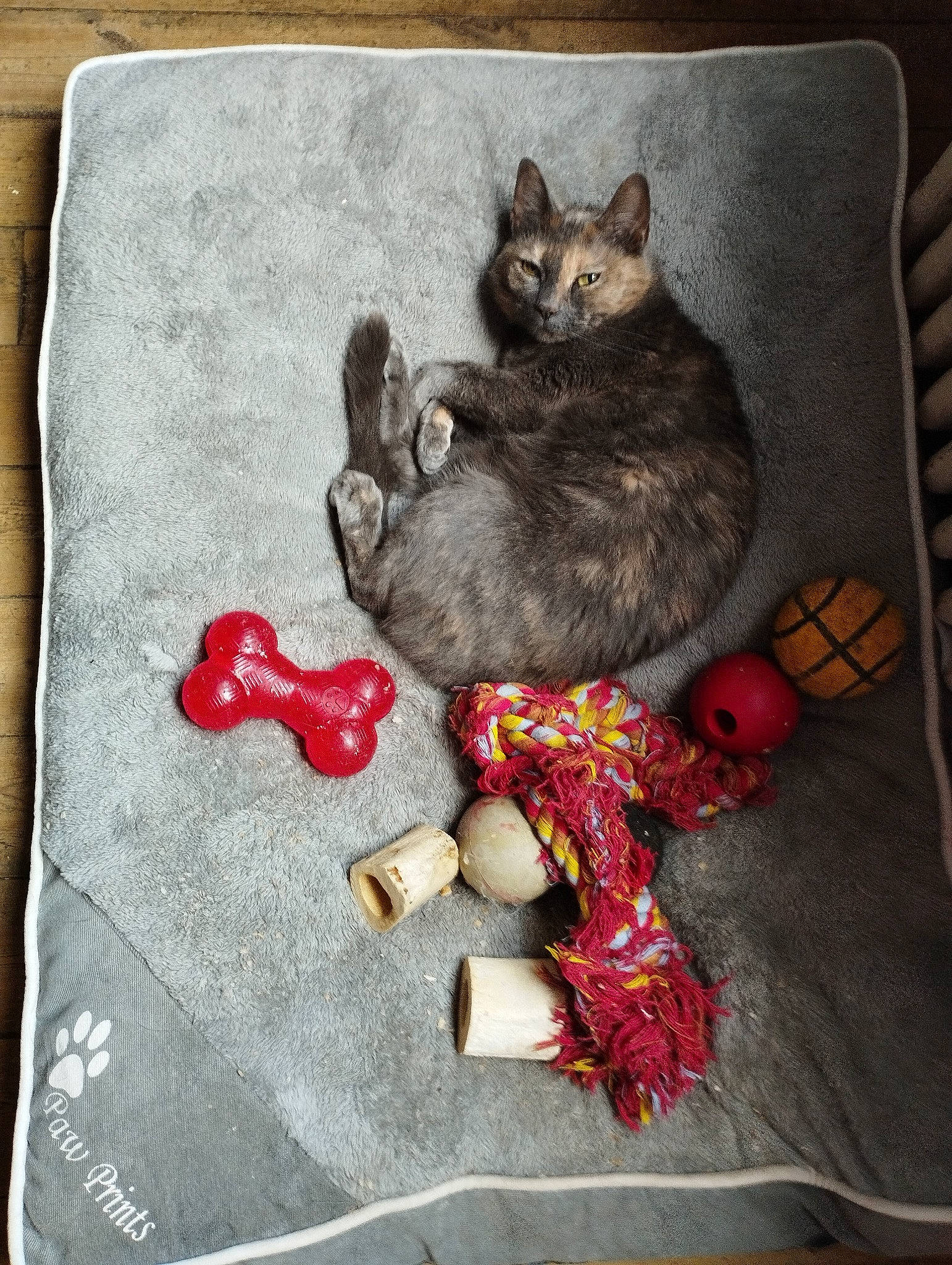 Oscar participe au concours pour gagner de l'argent avec cette photo : art, black_cat, carmine, carnivore, cat, domestic_short_haired_cat, fashion_accessory, fawn, felidae, fur, grey, linens, paw, rectangle, small_to_medium_sized_cats, stuffed_toy, tail, toy, whiskers, wood