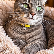 Minou participe au concours pour gagner de l'argent avec cette photo : cat, tabby, gray_cat, green_eyes, yellow_collar, whiskers, ears, furry, pet, animal, portrait, close_up, indoor, cozy, fluffy_bed, soft_blanket, warm_lighting, bokeh, relaxed, sitting