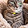 Minou