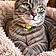 Minou