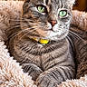 cat, tabby, gray_cat, green_eyes, yellow_collar, whiskers, ears, furry, pet, animal, portrait, close_up, indoor, cozy, fluffy_bed, soft_blanket, warm_lighting, bokeh, relaxed, sitting