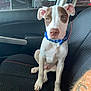 dog, puppy, car_interior, seat, collar, pet, white_dog, brown_patch, water_bottle, window, door, seatbelt, animal, young_dog, indoor, looking_at_camera, pet_accessory, car_seat, sitting, cute