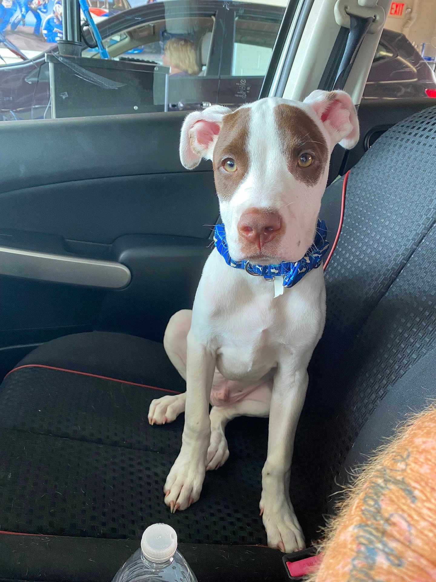 Samson