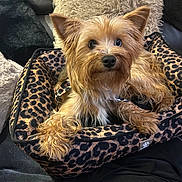 Thaïs a rejoint le concours — aidez-le/la à gagner de superbes lots ! dog, small_dog, leopard_print, pet_bed, couch, fur, cute, fluffy, brown, golden, indoors, pillow, relaxed, looking_at_camera, animal, pet, cozy, soft, home, resting