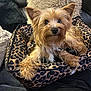 dog, small_dog, leopard_print, pet_bed, couch, fur, cute, fluffy, brown, golden, indoors, pillow, relaxed, looking_at_camera, animal, pet, cozy, soft, home, resting