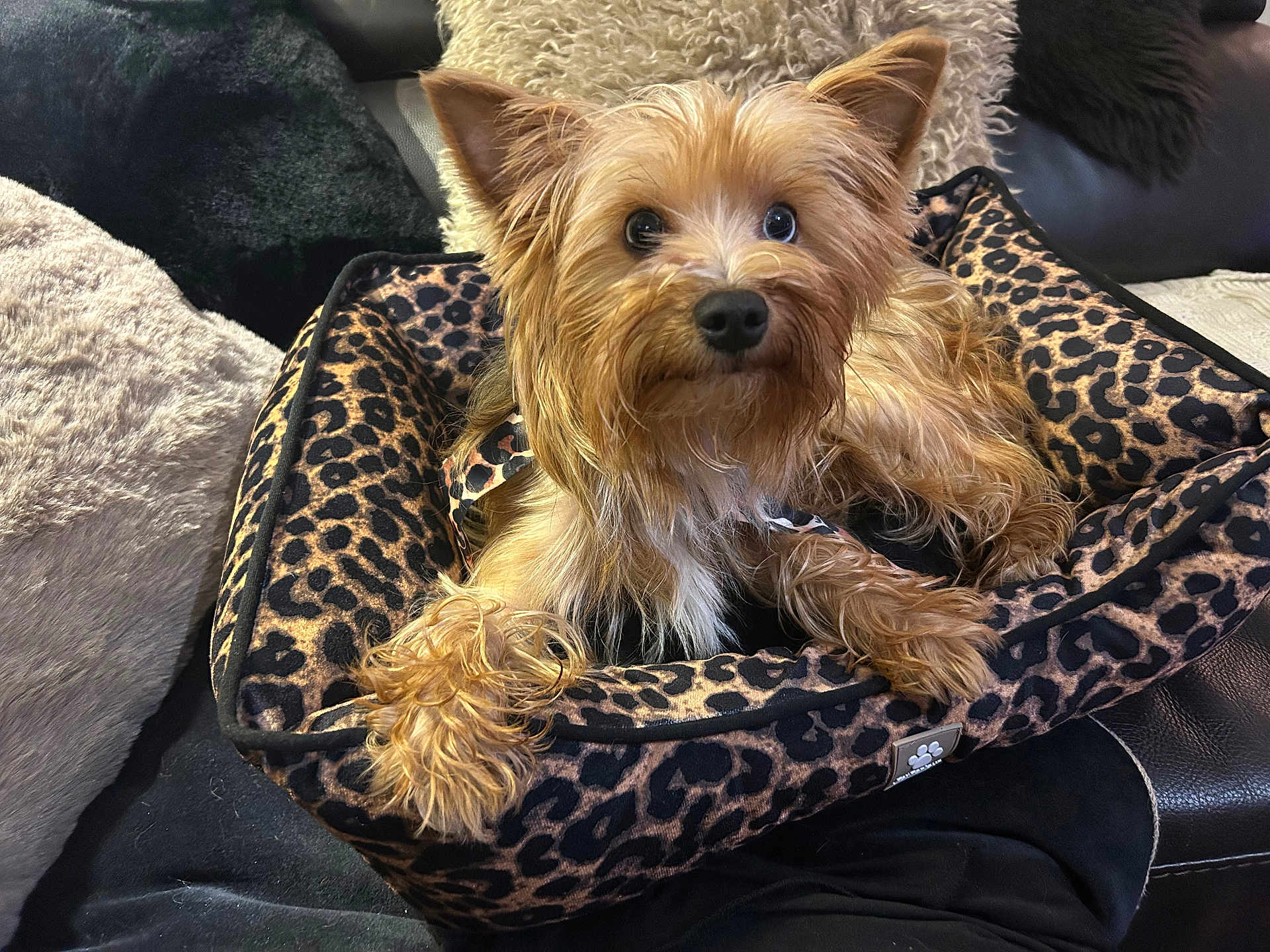 Thaïs a rejoint le concours — aidez-le/la à gagner de superbes lots ! dog, small_dog, leopard_print, pet_bed, couch, fur, cute, fluffy, brown, golden, indoors, pillow, relaxed, looking_at_camera, animal, pet, cozy, soft, home, resting