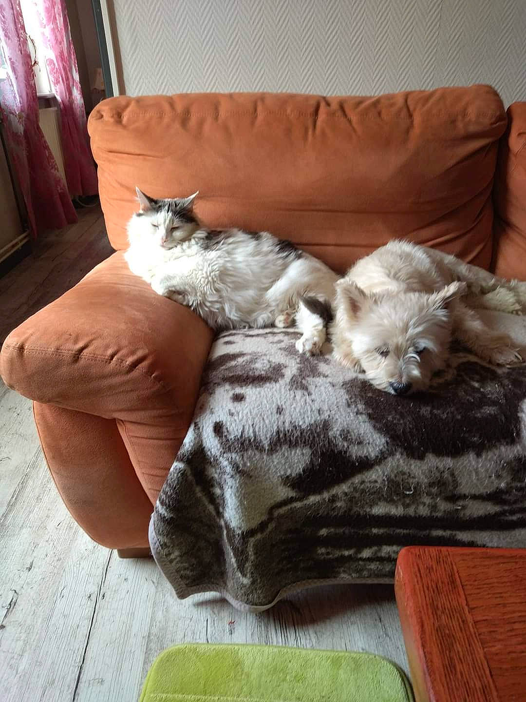 Looping a rejoint le concours — aidez-le/la à gagner de superbes lots ! carnivore, cat, chair, comfort, companion_dog, couch, fawn, felidae, flooring, furniture, hardwood, linens, living_room, mammal, small_to_medium_sized_cats, studio_couch, tail, vertebrate, whiskers, wood